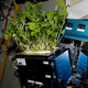 Illustration for article titled Plants dont need no stinkin gravity